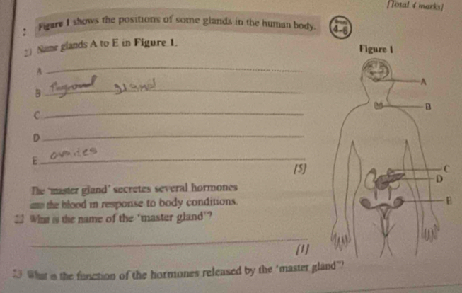 [Total 4 marks] 
? Figare I shows the positions of some glands in the human body. 4-5 
2 Name glands A to E in Figure 1. 
Figure I 
A 
_ 
A 
B 
_ 
B 
_C 
_D 
_E 
[5] C 
D 
The ‘master gland’ secretes several hormones 
am the blood in response to body conditions. 
E 
2 Winm is the name of the 'master gland'? 
_ 
13. What a the function of the hormones released by the "master gland"?