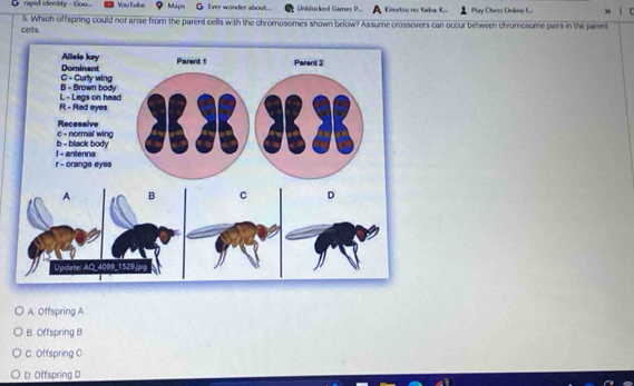 rapid identity - Goo. YouTube Maps Ever wonder about . Unbliodord Games P. Kmetsu no Ybæ K Play Chess Oeline L.
cells. 5. Which offspring could nof arise from the parent cells with the chromosomes shown below? Assume crossovers can occur between chromosome pairs in the parent
A. Offspring A
B. Offspring B
C. Offspring C
D. Offspring D