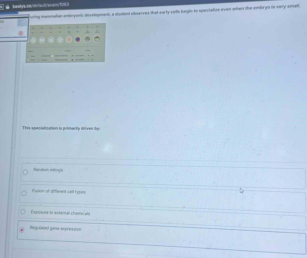 uring mammalian embryonic development, a student observes that early cells begin to specialize even when the embryo is very small.
,
This specialization is primarily driven by:
Random mitosis
Fusion of different cell types
Exposure to external chemicals
Regulated gene expression