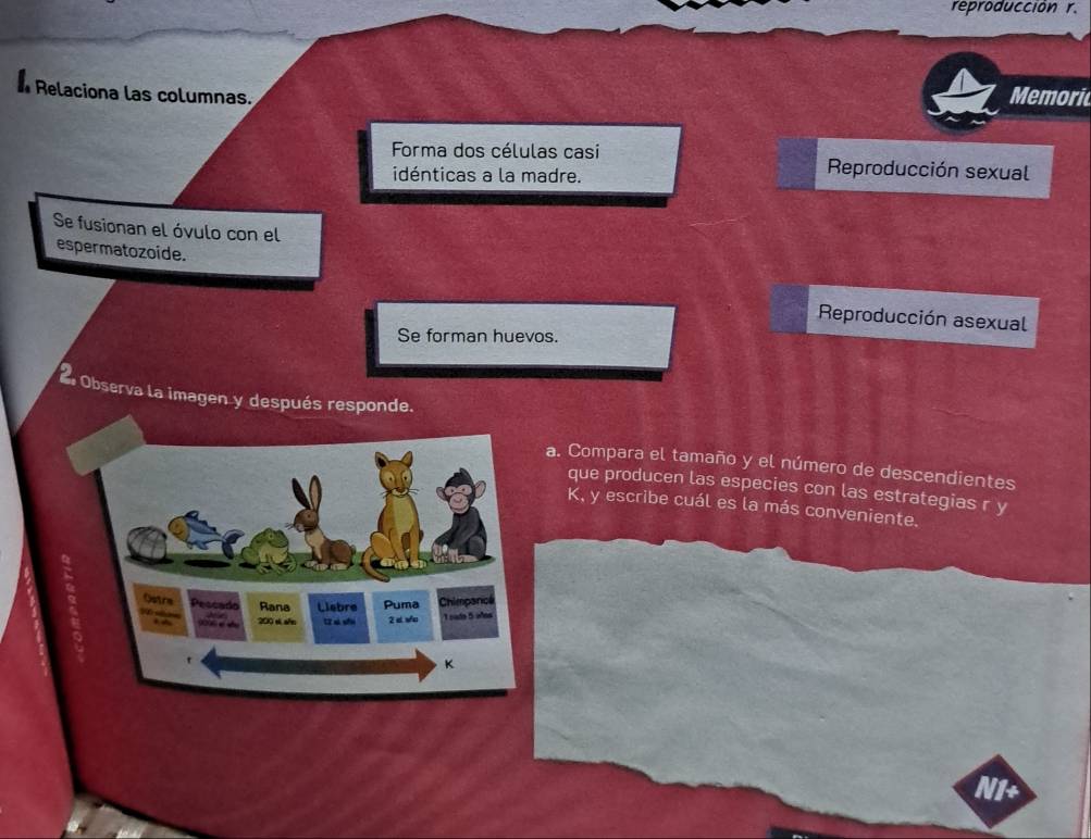 reproduccion r. 
* Relaciona las columnas. 
Memoric 
Forma dos células casi Reproducción sexual 
idénticas a la madre. 
Se fusionan el óvulo con el 
espermatozoide. 
Reproducción asexual 
Se forman huevos. 
Observa la imagen y después responde. 
a. Compara el tamaño y el número de descendientes 
que producen las especies con las estrategias r y 
K, y escribe cuál es la más conveniente. 
IIt