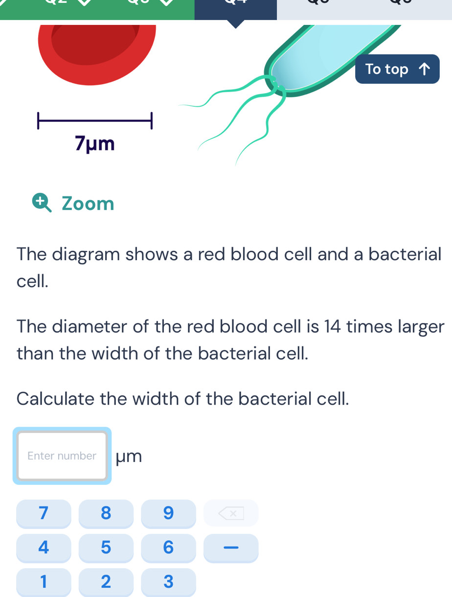 Solved: Zoom The diagram shows a red blood cell and a bacterial cell ...