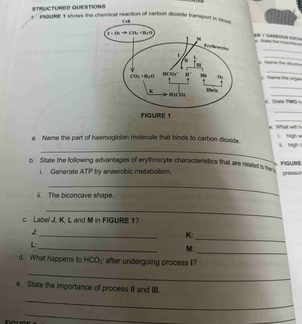 STRUCTURED QUESTIONS
1. FIGURE 1 shows the chemical reaction of carbon dioxide transport in blood
Er 7 Gaseous exch
State the importance
_
_
. Name the structur
_
c. Name the organ
_
_
d. State TWO h
_
_
e. What will h
a. Name the part of haemoglobin molecule that binds to carbon dioxide. i. high w
_
ii high c
. FIGURE
b. State the following advantages of erythrocyte characteristics that are related to theirf
i. Generate ATP by anaerobic metabolism.
pressur
_
ii. The biconcave shape.
_
c. Label J, K, L and M in FIGURE 1?
_
J:
K:
_
L:
_
_
M:
d. What happens to HCO_3 after undergoing process I?
_
e. State the importance of process II and III.
_
_
_