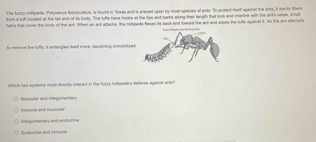 The fuzzy millipede, Polyxenus fasciculatus, is found in Texas and is preyed upon by most species of ants. To protect itself against the ants, it ejects fibers
from a tuft located at the tail end of its body. The tufts have hooks at the tips and barbs along their length that lock and interlink with the ant's setae, small
hairs that cover the body of the ant. When an ant attacks, the millipede flexes its back end toward the ant and wipes the tufts against it. As the ant attempts
to remove the tufts, it entangles itself more, becoming immobilized
Which two systems most directly interact in the fuzzy millipede's defense against ants?
Muscular and integumentary
Immune and muscular
Integumentary and endocrine
Endocrine and immune