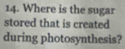 Where is the sugar 
stored that is created 
during photosynthesis?