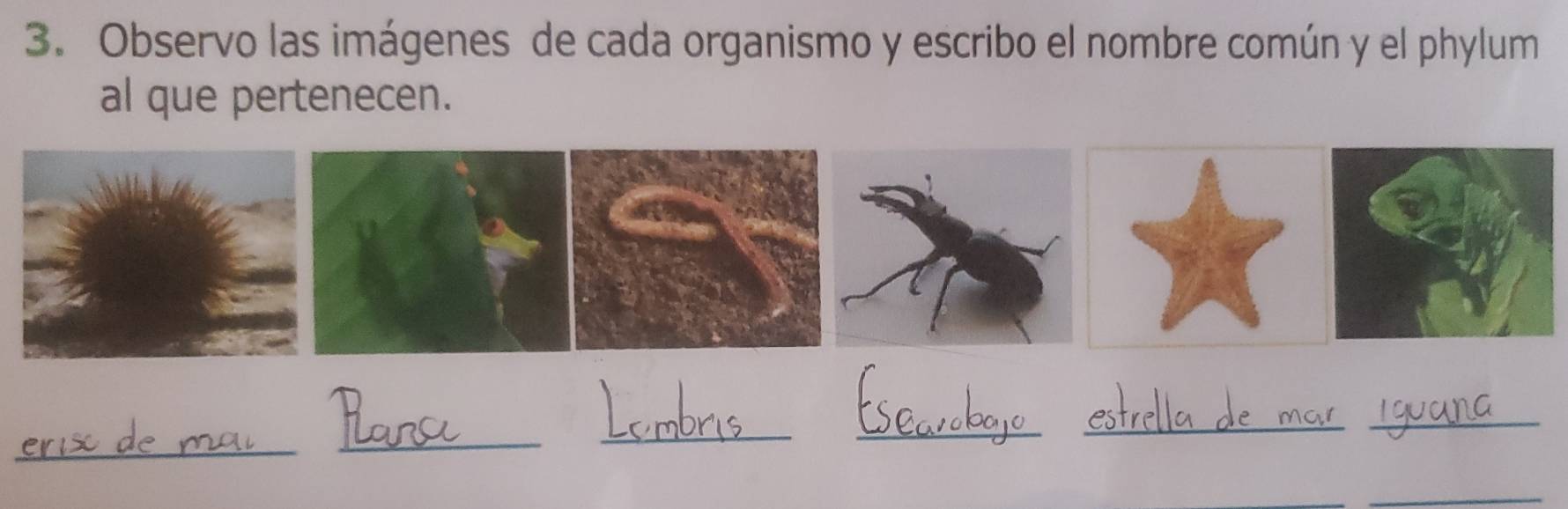 REINO ANIMALIA, image size:1780x578