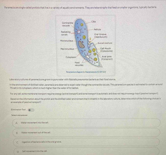 Paramecia are single-celled protists that live in a variety of aquatic environments. They are heterotrophs that feed on smaller organisms, typically bacteria.
Paramecium diagram by Deuterostome (CC BY 4.0)
Laboratory cultures of paramecia are grown in pure water with Klebsiello pneumonise bacteria as their food source.
In the environment of distilled water, paramecia are observed to expel water though the contractile vacuole. This paramecium species is estimated to contain around
7% salt in its cytoplasm, which is much higher than the water of its habitat.
For any cell, some membrane transport requires energy (active transport) and some transport is automatic and does not require energy input (passive transport).
Based on the information about the protist and the distilled water environment that it inhabits in the laboratory culture, determine which of the following choices is
an example of passive transport?
Elimination Tool
Select one answer
A Water movement into the cell.
B Water movement out of the cell.
C Ingestion of bacteria cells in the oral groove.
D Salt movement into the cell.