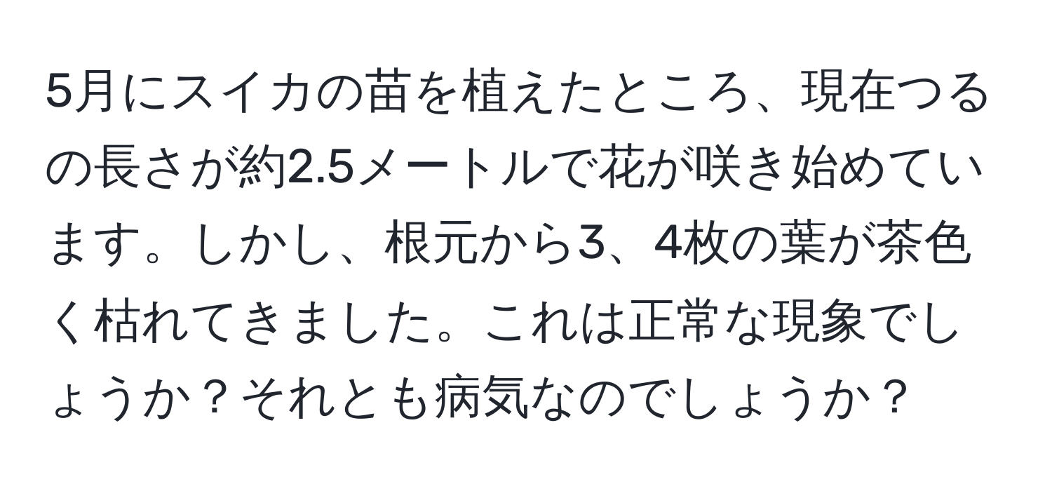 5月にスイカの苗を植えたところ、現在つるの長さが約2.5メートルで花が咲き始めています。しかし、根元から3、4枚の葉が茶色く枯れてきました。これは正常な現象でしょうか？それとも病気なのでしょうか？