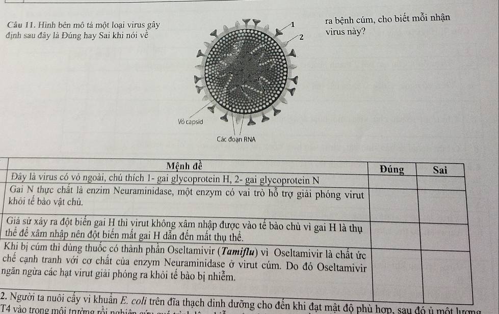 Hình bên mô tả một loại virus gây ra bệnh cúm, cho biết mỗi nhận 
định sau đây là Đúng hay Sai khi nói về virus này? 
Mệnh đề Đúng Sai 
Đây là virus có vỏ ngoài, chú thích 1 - gai glycoprotein H, 2 - gai glycoprotein N 
Gai N thực chất là enzim Neuraminidase, một enzym có vai trò hỗ trợ giải phóng virut 
khỏi tế bào vật chủ. 
Giả sử xây ra đột biến gai H thì virut không xâm nhập được vào tể bào chủ vì gai H là thụ 
thể để xâm nhập nên đột biến mất gai H dẫn đến mất thụ thể. 
Khi bị cúm thỉ dùng thuốc có thành phần Oseltamivir (Tamiflu) vì Oseltamivir là chất ức 
chế cạnh tranh với cơ chất của enzym Neuraminidase ở virut cúm. Do đó Oseltamivir 
ngăn ngừa các hạt virut giải phóng ra khỏi tế bào bị nhiễm. 
2. Người ta nuôi cầy vi khuẩn E. coli trên đĩa thạch dinh dưỡng cho đến khi đạt mật độ phù hợp, sau đó ủ một lượng 
T4 vào trong môi trường rồi nghiên