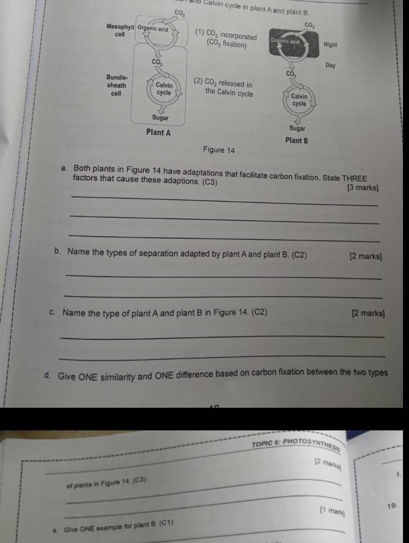 Calvin cycle in plant A and plant B.
a. Both plants in Figure 14 have adaptations that facilitate carbon fixation. State THREE
_
factors that cause these adaptions. (C3) [3 marks]
_
_
b. Name the types of separation adapted by plant A and plant B. (C2) [2 marks]
_
_
c. Name the type of plant A and plant B in Figure 14. (C2) [2 marks]
_
_
d. Give ONE similarity and ONE difference based on carbon fixation between the two types
TOPIC 6: PHOTOSYNTHESIS
[2 marks]
_
f.
_
of plants in Figure 14. (C3)
19.
[1 mark]
e. Give ONE example for plant B. (C1)