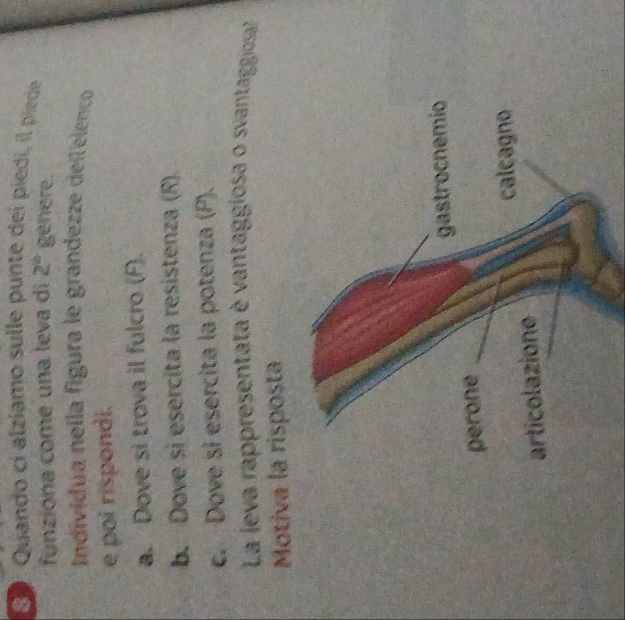 Quando cí alzíamo sulle punte dei piedi, il piede
funziona come una leva di 2° genere.
Indivídua nella fígura le grandezze delfelenco
e poi rispondi.
a. Dove si trova il fulcro (F).
b. Dove si esercíta la resistenza (R).
c. Dove si esercita la potenza (P).
La leva rappresentata è vantaggiosa o svantaggiosal
Motíva la risposta
gastrocnemio
perone
calcagno
articolazione