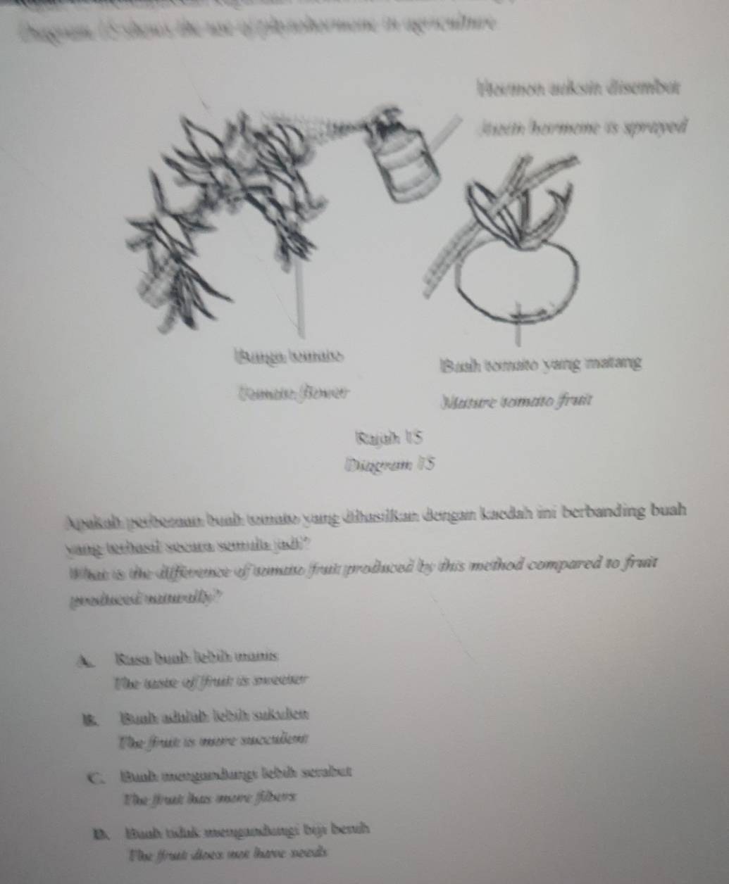 Cagi: ature
Apakah perbeenan buah tnate yung hasilkan dengan kaedah ini berbanding buah
Vang (ethasil secara semula jadi?
What is the diffierence of semae frui produced by this method compared to fruit
produced naturally?
A. Rasa buah lebil manis
Whe wasie of ffruh is soter
B. Bualt adläl lehüt sußden
Te frat is nere succadent
C. Buh mengundungt lebüt serabut
The frt îas more filbers
D. Hunh tíduk mengandungi bịji beruh
Fhe frt déoes moe love ses