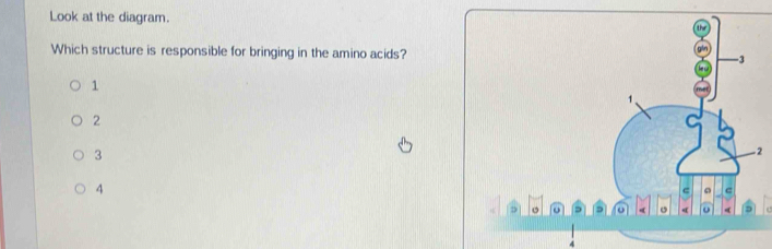 Look at the diagram. 
Which structure is responsible for bringing in the amino acids?
1
2
3
2
4