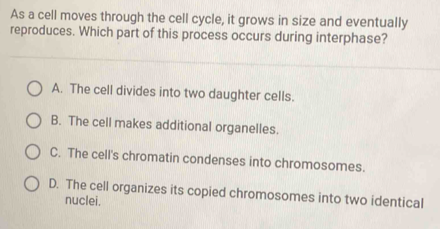 As a cell moves through the cell cycle, it grows in size and eventually
reproduces. Which part of this process occurs during interphase?
A. The cell divides into two daughter cells.
B. The cell makes additional organelles.
C. The cell's chromatin condenses into chromosomes.
D. The cell organizes its copied chromosomes into two identical
nuclei.