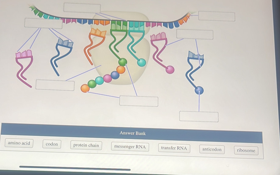 amino acid codon protein chain messenger RNA transfer RNA anticodon ribosome