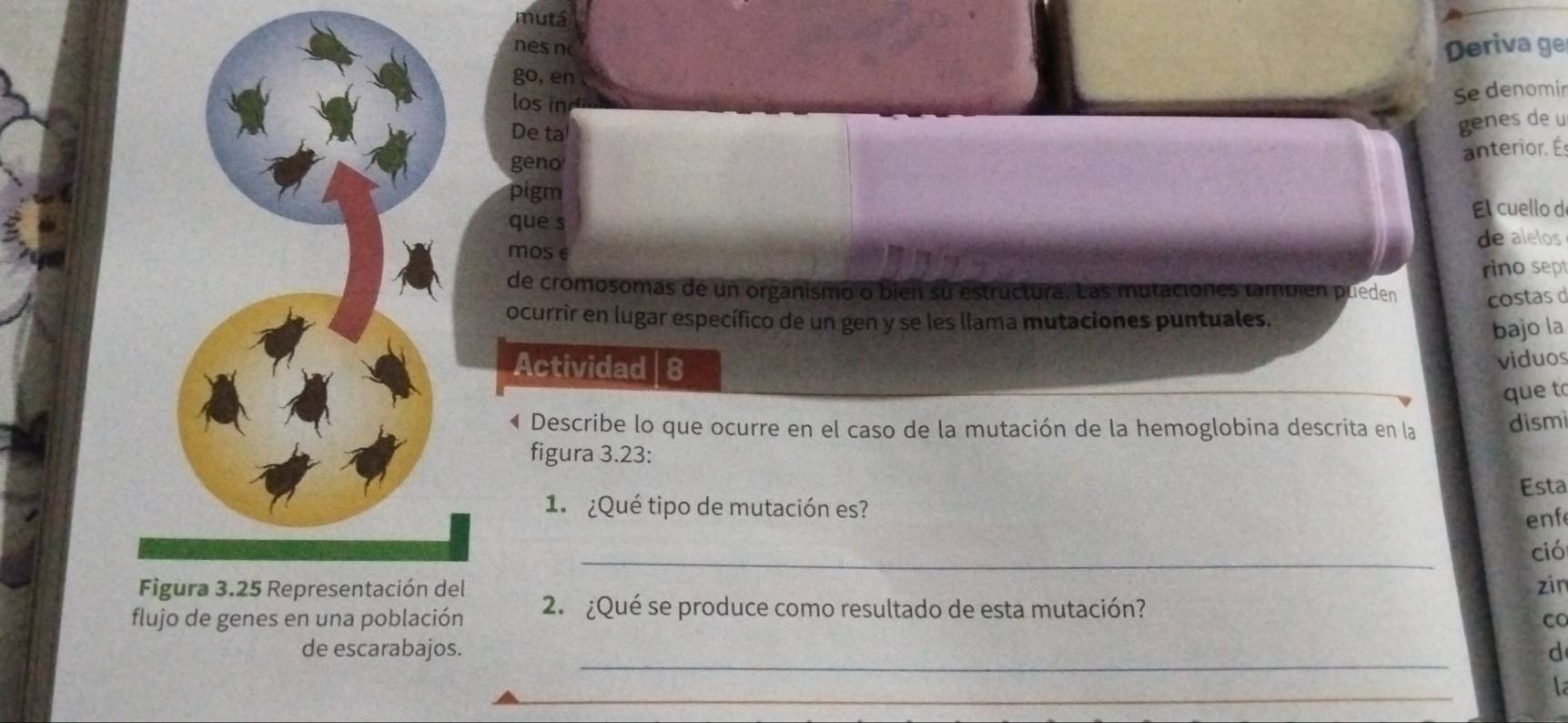 mutá 
n es n Deriva ge 
go, en 
los in 
Se denomir 
De ta 
genes de u 
geno 
anterior. É 
pigm 
que s El cuello de 
mos e de alelos 
rino sept 
de cromosomas de un organismo o bien su estructura. Las mutaciones también pueden costas d 
ocurrir en lugar específico de un gen y se les llama mutaciones puntuales. 
bajo la 
Actividad | 8 
viduos 
que t 
« Describe lo que ocurre en el caso de la mutación de la hemoglobina descrita en la dismi 
figura 3.23: 
Esta 
1. ¿Qué tipo de mutación es? 
enf 
_ 
ció 
zin 
flujo de genes en una población 2. ¿Qué se produce como resultado de esta mutación? 
Co 
_ 
de escarabajos. d 
_