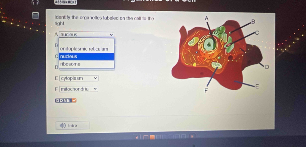 ASSIGNMENT
Identify the organelles labeled on the cell to the
right.
A nucleus
B
endoplasmic reticulum
C nucleus
D ribosome
E cytoplasm
F mitochondria
DONE 
Intro