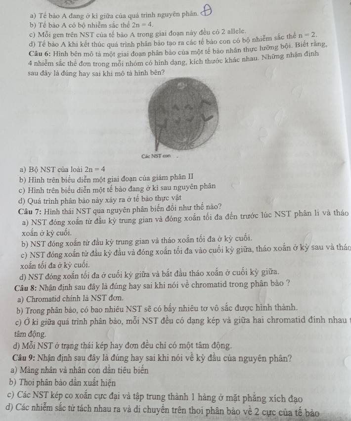 a) Tế bào A đang ở kì giữa của quá trình nguyên phân.
b) Tế bào A có bộ nhiễm sắc thể 2n=4.
c) Mỗi gen trên NST của tế bảo A trong giai đoạn này đều có 2 allele.
d) Tế bảo A khi kết thúc quá trình phân bảo tạo ra các tế bảo con có bộ nhiễm sắc thể n=2.
Câu 6: Hình bên mô tả một giai đoan phân bảo của một tế bảo nhân thực lưỡng bội. Biết răng,
4 nhiễm sắc thể đơn trong mỗi nhóm có hình dạng, kích thước khác nhau. Những nhận định
sau đây là đúng hay sai khi mô tả hình bên?
a) Bộ NST của loài 2n=4
b) Hình trên biểu diễn một giai đoạn của giảm phân II
c) Hình trên biểu diễn một tế bào đang ở kỉ sau nguyên phân
d) Quá trình phân bào này xảy ra ở tế bào thực vật
Câu 7: Hình thái NST qua nguyên phân biến đổi như thế nào?
a) NST đóng xoắn từ đầu kỳ trung gian và đóng xoắn tối đa đến trước lúc NST phân li và tháo
xoắn ở kỳ cuối.
b) NST đóng xoắn từ đầu kỳ trung gian và tháo xoắn tối đa ở kỳ cuối.
c) NST đóng xoắn từ đầu kỳ đầu và đóng xoắn tối đa vào cuối kỳ giữa, tháo xoắn ở kỳ sau và thác
xoắn tối đa ở kỳ cuối.
d) NST đóng xoắn tối đa ở cuối kỳ giữa và bắt đầu tháo xoắn ở cuối kỳ giữa.
Câu 8: Nhận định sau đây là đúng hay sai khi nói về chromatid trong phân bảo ?
a) Chromatid chính là NST đơn.
b) Trong phân bảo, có bao nhiêu NST sẽ có bấy nhiêu tơ vô sắc được hình thành.
c) Ở kì giữa quá trình phân bảo, mỗi NST đều có đạng kép và giữa hai chromatid đính nhau ở
tâm động.
d) Mỗi NST ở trạng thái kép hay đơn đều chỉ có một tâm động.
Câu 9: Nhận định sau đây là đúng hay sai khi nói về kỳ đầu của nguyên phân?
a) Màng nhân và nhân con dần tiêu biến
b) Thoi phân bào dân xuất hiện
c) Các NST kép co xoắn cực đại và tập trung thành 1 hàng ở mặt phẳng xích đạo
d) Các nhiễm sắc tử tách nhau ra và di chuyển trên thoi phân bảo về 2 cực của tế bào