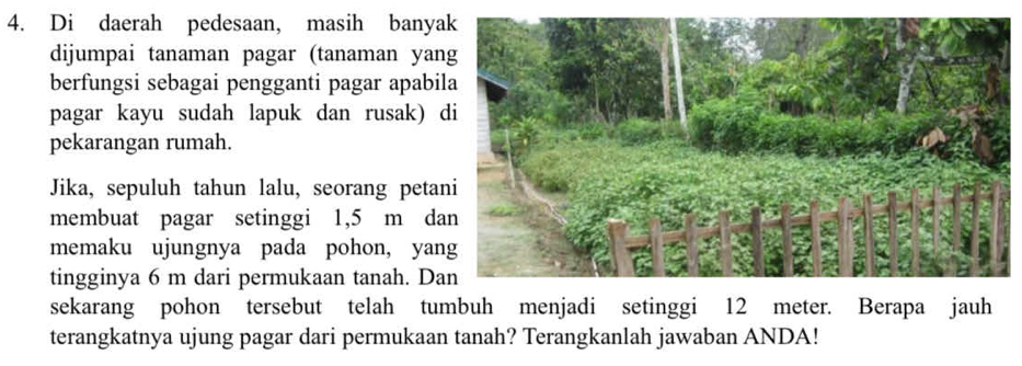 Di daerah pedesaan, masih banya 
dijumpai tanaman pagar (tanaman yan 
berfungsi sebagai pengganti pagar apabi 
pagar kayu sudah lapuk dan rusak) 
pekarangan rumah. 
Jika, sepuluh tahun lalu, seorang peta 
membuat pagar setinggi 1,5 m da 
memaku ujungnya pada pohon, yan 
tingginya 6 m dari permukaan tanah. Da 
sekarang pohon tersebut telah tumbuh menjadi setinggi 12 meter. Berapa jauh 
terangkatnya ujung pagar dari permukaan tanah? Terangkanlah jawaban ANDA!