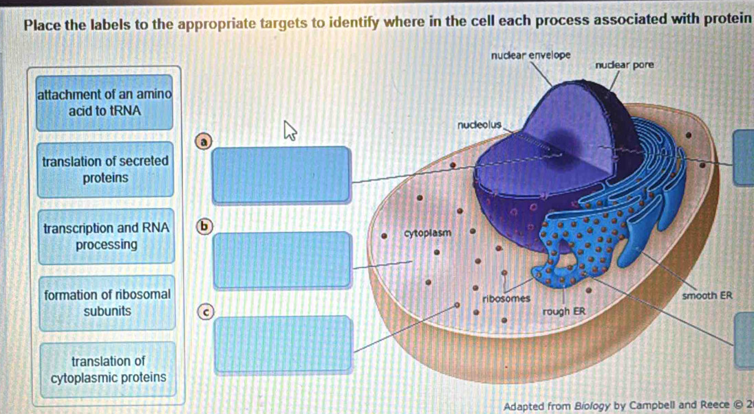 Place the labels to the appropriate targets to identify where in the cell each process associated with protein 
nuclear envelope 
nuclear pore 
attachment of an amino 
acid to tRNA 
nuceolus 
a 
translation of secreted 
proteins 
transcription and RNA b 
processing cytoplasm 
formation of ribosomal smooth ER 
ribosomes 
subunits C rough ER 
translation of 
cytoplasmic proteins 
Adapted from Biology by Campbell and Reece © 2