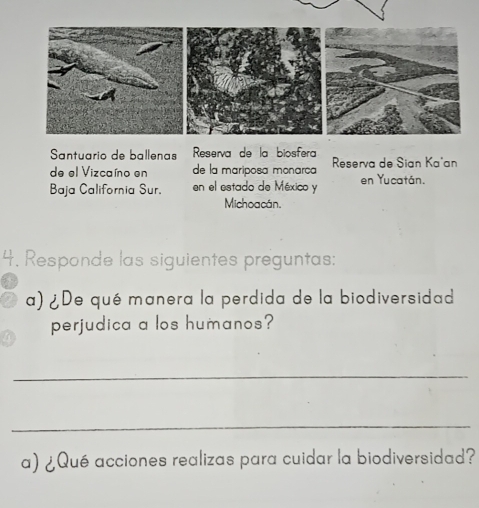 Santuario de ballenas Reserva de la biosfera 
de el Vizcaíno en de la mariposa monarça Reserva de Sian Ka'an 
Baja California Sur. en el estado de México y en Yucatán. 
Michoacán. 
4. Responde las siguientes preguntas: 
a) ¿De qué manera la perdida de la biodiversidad 
perjudica a los humanos? 
_ 
_ 
a) ¿Qué acciones realizas para cuidar la biodiversidad?