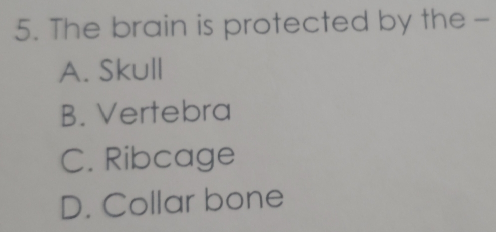 The brain is protected by the -
A. Skull
B. Vertebra
C. Ribcage
D. Collar bone