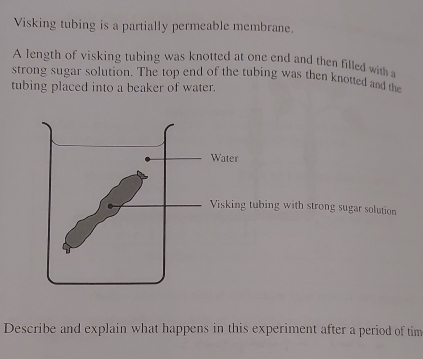 Visking tubing is a partially permeable membrane. 
A length of visking tubing was knotted at one end and then filled with a 
strong sugar solution. The top end of the tubing was then knotted and the 
tubing placed into a beaker of water. 
Water 
Visking tubing with strong sugar solution 
Describe and explain what happens in this experiment after a period of tim