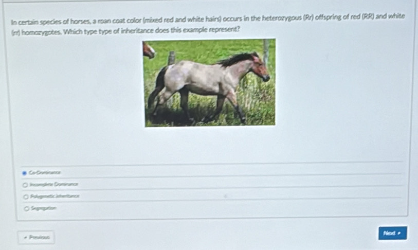 In certain species of horses, a roan coat color (mixed red and white hairs) occurs in the heterozygous (Rr) offspring of red (RR) and white
(rr) homozygotes. Which type type of inheritance does this example represent?
Co-Cominancs
Incumpete Cominance
Pologmetic nertuncs
Seogation
* Presious Next +