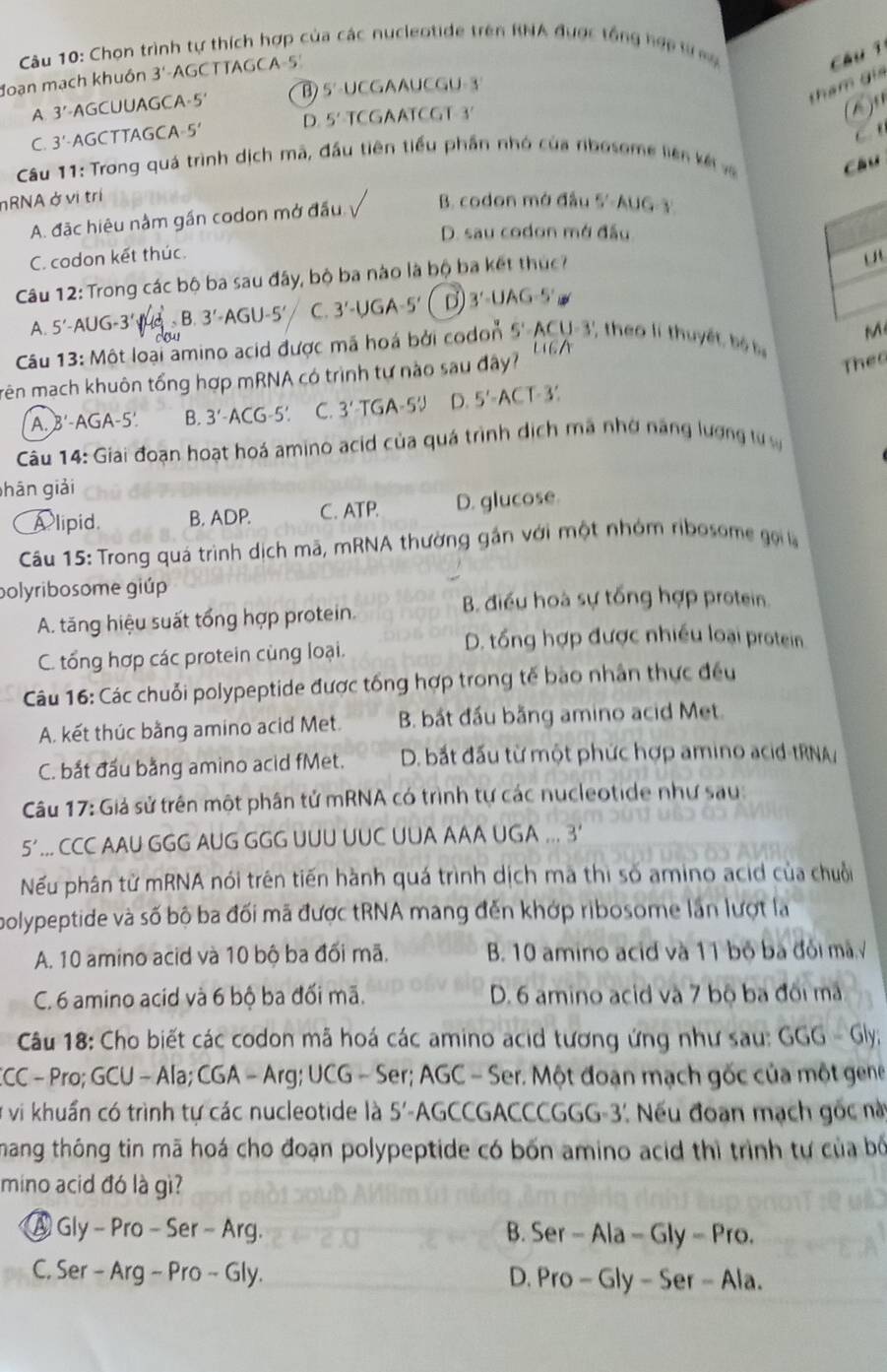 Chọn trình tự thích hợp của các nucleotide trên RNA được tổng hợp t m
đoạn mạch khuôn 1 '-AGC T TAGCA -5
chuī
tham giả
A. 3′-AGCUUAGCA-5' B) 5'-1 JCGAAUCGU-3
C. 3'-AGCTTAGCA-5′ D. 5' TCGAATCGT-3
▲)"
c ”
Câu 11: Trong quá trình dịch mã, đầu tiên tiểu phần nhó của rbosome liên kế và
cáu
nRNA ở vị trí
A. đặc hiệu nằm gần codon mở đấu B. codon mở đầu 5'· AUG·
D. sau codon mở đầu
C. codon kết thúc.
Câu 12: Trong các bộ ba sau đây, bộ ba nào là bộ ba kết thức?
A. 5′-AUG -3'W_d=B.3'-AGU-5' C. 3'-UGA-5' D) 3'-UAG=5'
M
u6A
Câu 13: Một loại amino acid được mã hoá bởi codon S'-ACU-3' ' theo li thuyết, bộ bự
Trên mạch khuôn tổng hợp mRNA có trình tự nào sau đây?
Theo
A. B'-AGA-5'. B. 3'-ACG-5'. C. 3' TGA-5 D. 5'-ACT-3'.
Câu 14: Giai đoạn hoạt hoá amino acid của quá trình dịch mã nhờ năng lượng tự w
hān giải
Alipid. B. ADP. C. ATP. D. glucose.
Câu 15: Trong quá trình dịch mã, mRNA thường gắn với một nhóm ribosome gọ 
polyribosome giúp
B điều hoà sự tổng hợp protein
A. tăng hiệu suất tổng hợp protein
D. tổng hợp được nhiều loại protein
C. tổng hợp các protein cùng loại.
Câu 16: Các chuỗi polypeptide được tổng hợp trong tế bao nhân thực đều
A. kết thúc bằng amino acid Met. B. bắt đầu bằng amino acid Met.
C. bắt đấu bằng amino acid fMet. D. bắt đấu từ một phức hợp amino acid-tRNA/
Câu 17: Giả sử trên một phân tử mRNA có trình tự các nucleotide như sau:
5... CCC AAU GGG AUG GGG UUU UUC UUA AAA UGA ... 3
Nếu phân tử mRNA nói trên tiến hành quá trình dịch ma thị số amino acid của chuỗi
polypeptide và số bộ ba đối mã được tRNA mang đến khớp ribosome lần lượt la
A. 10 amino acid và 10 bộ ba đối mã. B. 10 amino acid và 11 bộ ba đỏi mã.√
C. 6 amino acid và 6 bộ ba đối mã. D. 6 amino acid và 7 bộ ba đôi mã
Câu 18: Cho biết các codon mã hoá các amino acid tương ứng như sau: GGG - Gly;
CCC - Pro; GCU - Ala; CGA - Arg; UCG - Ser; AGC - Ser. Một đoạn mạch gốc của một gene
ở vị khuẩn có trình tự các nucleotide là 5'-AGCCGACCCGGG-3'. Nếu đoạn mạch gọc nà
mang thông tin mã hoá cho đoạn polypeptide có bốn amino acid thì trình tự của bộ
mino acid đó là gì?
A Gly - Pro -Ser-Arg B. Ser - Ala - Gly - Pro.
C. Ser - Arg-Pro-Gly D. Pro - Gly - Ser - Ala.