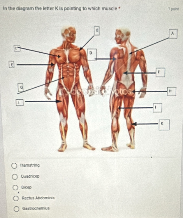 In the diagram the letter K is pointing to which muscle * 1 point
Hamstring
Quadricep
Bicep
Rectus Abdominis
Gastrocnemius