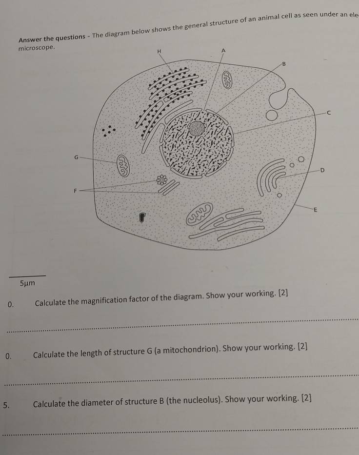 Answer the questions - The diagram below shows the general structure of an animal cell as seen under an ele 
microscope. 
_
5μm
0. Calculate the magnification factor of the diagram. Show your working. [2] 
_ 
0. Calculate the length of structure G (a mitochondrion). Show your working. [2] 
_ 
5. Calculate the diameter of structure B (the nucleolus). Show your working. [2] 
_