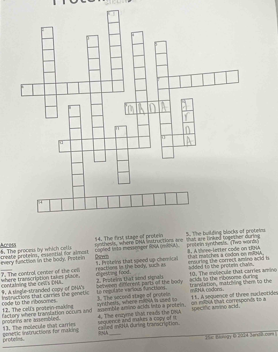 The first stage of protein 5. The building blocks of proteins 
Across 
synthesis, where DNA instructions are that are linked together during 
6. The process by which cells copied into messenger RNA (mRNA)、 protein synthesis. (Two words) 
create proteins, essential for almost 
every function in the body. Protein Down 8. A three-letter code on tRNA 
1. Proteins that speed up chemical that matches a codon on mRNA. 
ensuring the correct amino acid is 
_7. The control center of the cell reactions in the body, such as added to the protein chain. 
where transcription takes place, digesting food. 
10. The molecule that carries amino 
containing the cell's DNA. 2. Proteins that send signals acids to the ribosome during 
9. A single-stranded copy of DNA's between different parts of the body translation, matching them to the 
instructions that carries the genetic to regulate various functions. mRNA codons. 
code to the ribosomes. 3. The second stage of protein 11. A sequence of three nucleotides 
synthesis, where mRNA is used to 
12. The cell's protein-making assemble amino acids into a protein. on mRNA that corresponds to a 
factory where translation occurs and 
proteins are assembled. 4. The enzyme that reads the DNA specific amino acid. 
13. The molecule that carries sequence and makes a copy of it 
genetic instructions for making called mRNA during transcription. 
RNA 
proteins. 
25x: Biology © 2024 3andB.com |
