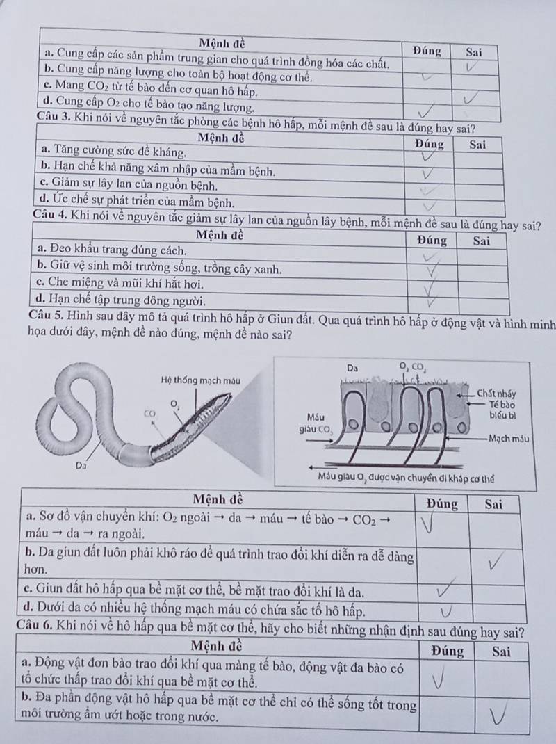 ệnh đề sau là đú
an của nguồn lây bệnh, mỗi m
trình hô hấp ở Giun đất. Qua quá trình hô hấp ở động vật và hình minh
họa dưới đây, mệnh đề nào dúng, mệnh đề nào sai?
Mệnh đề Đúng Sai
a. Sơ đồ vận chuyền khí: O_2 ngoài → da → máu → tế bào - CO_2 →
máu → da → ra ngoài.
b. Da giun đất luôn phải khô ráo để quá trình trao đổi khí diễn ra dễ dàng
hơn.
c. Giun đất hô hấp qua bề mặt cơ thể, bề mặt trao đồi khí là da.
d. Dưới da có nhiều hệ thống mạch máu có chứa sắc tố hô hấp.
Câu 6. Khi nói về hô hấp qua bề mặt cơ thể, hãy cho biết