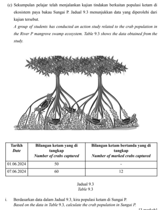 Sekumpulan pelajar telah menjalankan kajian tindakan berkaitan populasi ketam di 
ekosistem paya bakau Sungai P. Jadual 9.3 menunjukkan data yang diperolehi dari 
kajian tersebut. 
A group of students has conducted an action study related to the crab population in 
the River P mangrove swamp ecosystem. Table 9.3 shows the data obtained from the 
study. 
Jadual 9.3
Table 9.3
i. Berdasarkan data dalam Jadual 9.3, kira populasi ketam di Sungai P. 
Based on the data in Table 9.3, calculate the crab population in Sungai P.