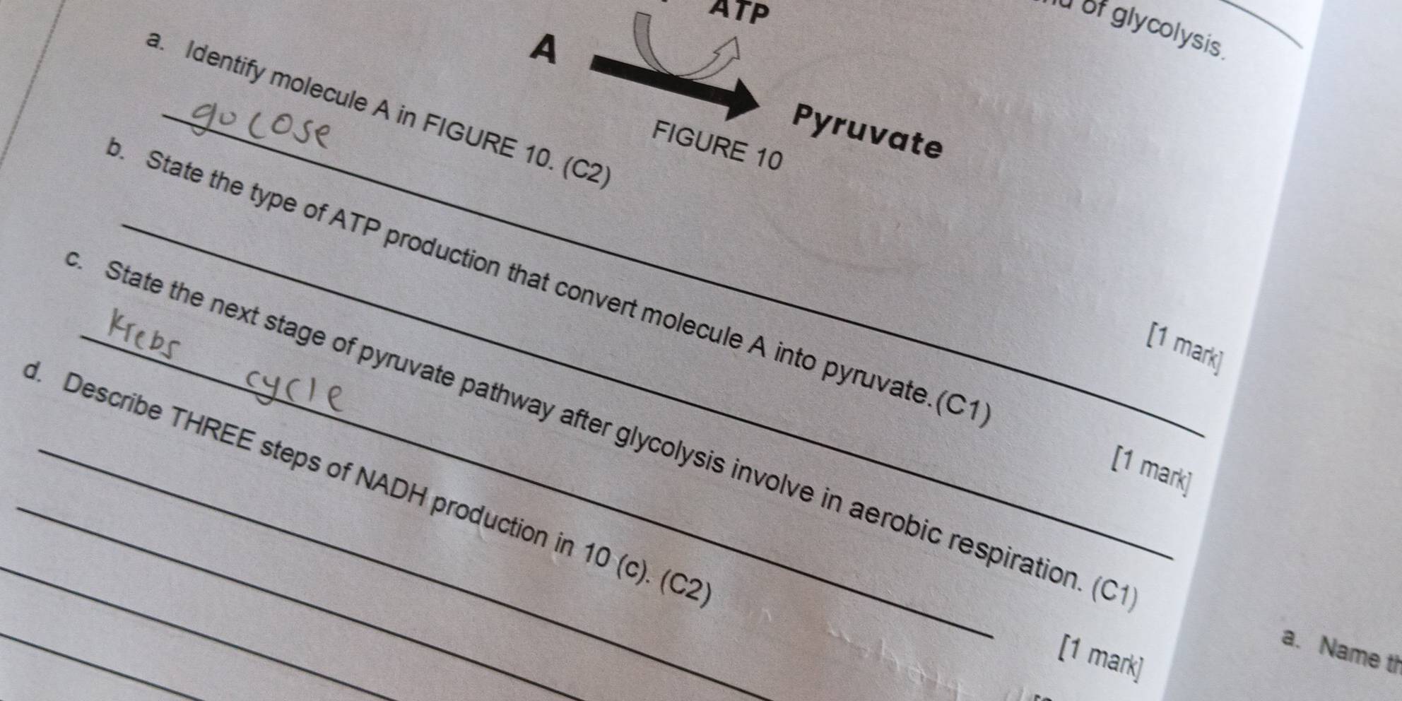 ATP 
of glycolysis. 
A 
a. Identify molecule A in FIGURE 10. (C2
Pyruvate 
FIGURE 10 
_. State the type of ATP production that convert molecule A into pyruvate.(C1 [1 mark] 
[1 mark] 
_ 
_State the next stage of pyruvate pathway after glycolysis involve in aerobic respiration. (C 
_. Describe THREE steps of NADH production in 10 (c). (C2
_ 
a. Name th 
[1 mark]