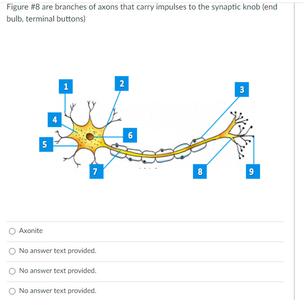 Solved: Figure #8 are branches of axons that carry impulses to the ...