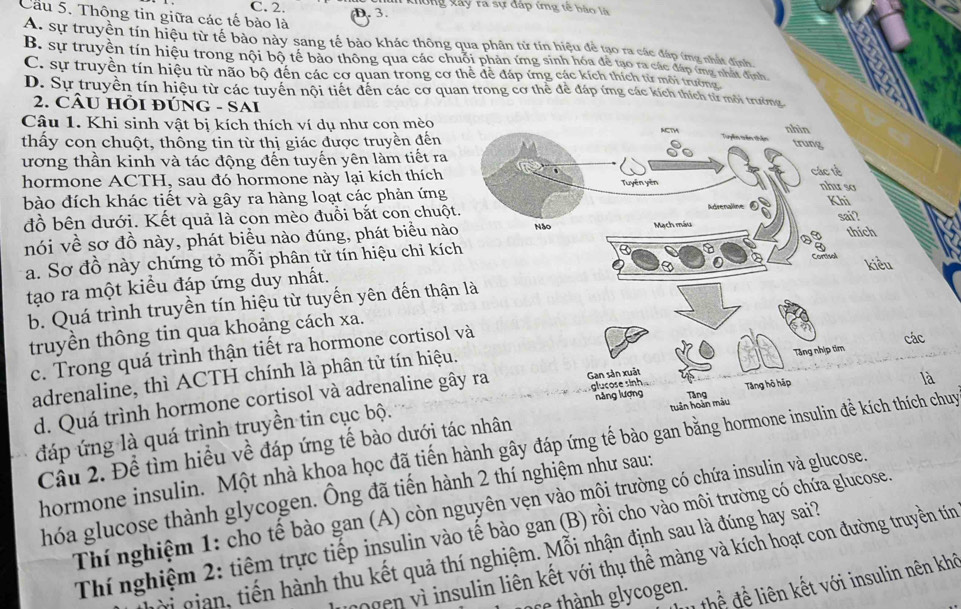 C. 2. D. 3.  không Xây ra sự đáp ứng tế bào là
Cầu 5. Thông tin giữa các tế bào là
A. sự truyền tín hiệu từ tế bảo này sang tế bảo khác thông qua phân tử tín hiệu để tạo ra các đáp ứng nhất định
B. sự truyền tín hiệu trong nội bộ tế bảo thông qua các chuối phản ứng sinh hóa để tạo ra các đáp ứng nhất định
C. sự truyền tín hiệu từ não bộ đến các cơ quan trong cơ thể để đáp ứng các kích thích từ môi trường
D. Sự truyền tín hiệu từ các tuyển nội tiết đến các cơ quan trong cơ thể để đáp ứng các kích thích từ môi trường
2. CÂU HÕI ĐÚNG - SAI
Câu 1. Khi sinh vật bị kích thích ví dụ như con mèo 
thấy con chuột, thông tin từ thị giác được truyền đến
ương thần kinh và tác động đến tuyến yên làm tiết ra
hormone ACTH, sau đó hormone này lại kích thích
bào đích khác tiết và gây ra hàng loạt các phản ứng
đồ bên dưới. Kết quả là con mèo đuồi bắt con chuột
nói về sơ đồ này, phát biểu nào đúng, phát biểu nà
a. Sơ đồ này chứng tỏ mỗi phân tử tín hiệu chỉ kíc
tạo ra một kiểu đáp ứng duy nhất.
b. Quá trình truyền tín hiệu từ tuyến yên đến thậ
truyền thông tin qua khoảng cách xa.
c. Trong quá trình thận tiết ra hormone cortisol
adrenaline, thì ACTH chính là phân từ tín hiệu
d. Quá trình hormone cortisol và adrenaline gây ra
đáp ứng là quá trình truyền tin cục bộ.
Cầu 2. Để tìm hiều về đáp ứng tế bào dưới tác nhân
hormone insulin. Một nhà khoa học đã tiến hành gây đáp ứng tế bào gan bằng hormone insulin đề kích thích chuy
hóa glucose thành glycogen. Ông đã tiến hành 2 thí nghiệm như sau:
Thí nghiệm 1: cho tế bào gan (A) còn nguyên vẹn vào môi trường có chứa insulin và glucose.
Thí nghiệm 2: tiêm trực tiếp insulin vào tế bào gan (B) rồi cho vào môi trường có chứa glucose.
vi gian, tiến hành thu kết quả thí nghiệm. Mỗi nhận định sau là đúng hay sai?
cogen vì insulin liên kết với thụ thể màng và kích hoạt con đường truyền tín
t  đ   i ết ới insulin nên khô
ac th nh glyogen.