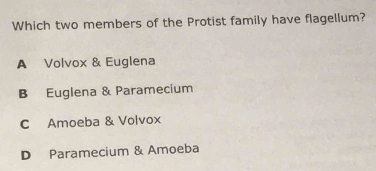 Which two members of the Protist family have flagellum?
A Volvox & Euglena
B Euglena & Paramecium
C Amoeba & Volvox
D Paramecium & Amoeba