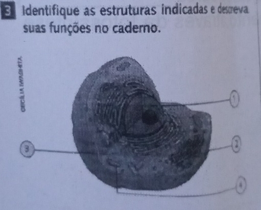 identifique as estruturas indicadas e descreva 
suas funções no caderno.