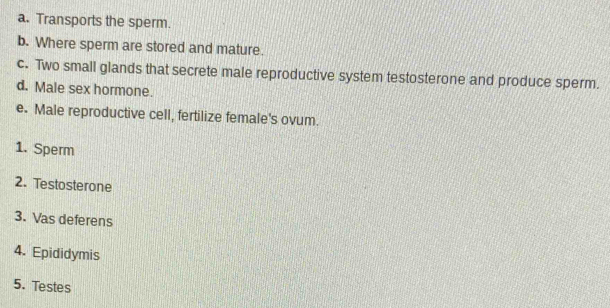 Transports the sperm. 
b. Where sperm are stored and mature. 
c. Two small glands that secrete male reproductive system testosterone and produce sperm. 
d. Male sex hormone. 
e. Male reproductive cell, fertilize female's ovum. 
1. Sperm 
2. Testosterone 
3. Vas deferens 
4. Epididymis 
5. Testes