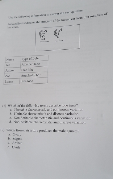 Use the following information to answer the next question.
Julia collected data on the structure of the human ear from four members of
her class.
Darsched AHached
11) Which of the following terms describe lobe traits?
a. Heritable characteristic and continuous variation
b. Heritable characteristic and discrete variation
c. Non-heritable characteristic and continuous variation
d. Non-heritable characteristic and discrete variation
12) Which flower structure produces the male gamete?
a. Ovary
b. Stigma
c. Anther
d. Ovule