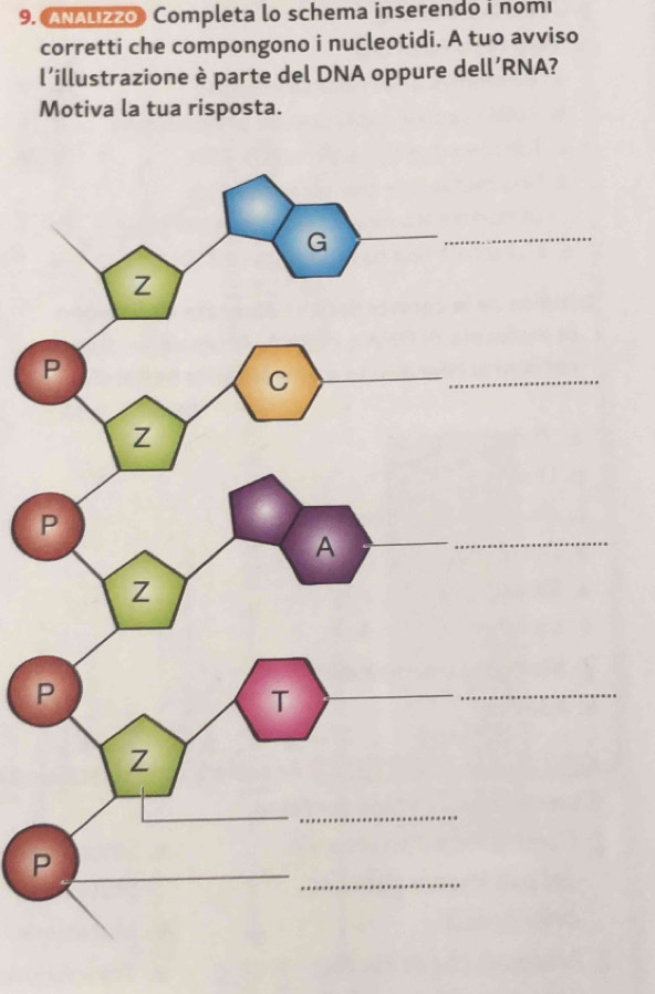 ANALizzo) Completa lo schema inserendo i nomi 
corretti che compongono i nucleotidi. A tuo avviso 
l’illustrazione è parte del DNA oppure dell’RNA? 
Motiva la tua risposta. 
P 
_P