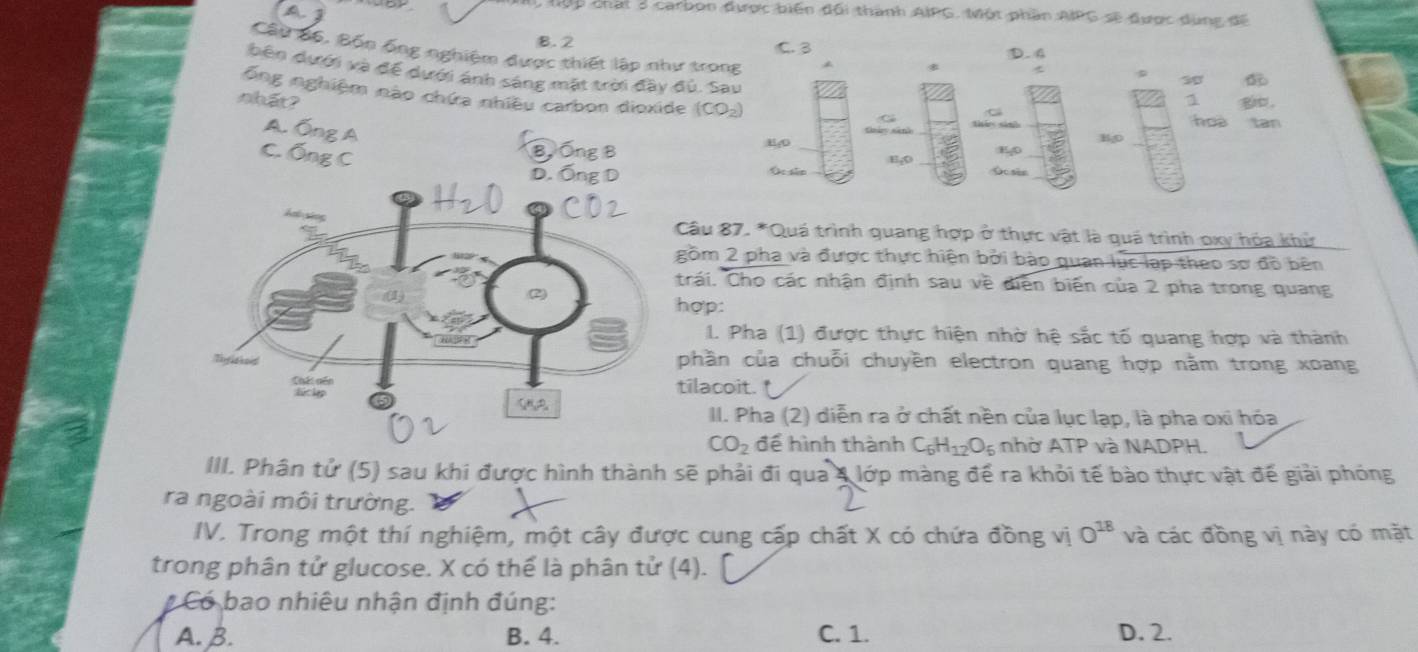 Mn lộp chất 3 carbon được biến đối thành AIPG. Một phần AIPG sẽ được dùng đế
A I
B. 2 C. 3 D. 4
Cầu 86, Bốn ống nghiệm được thiết lập như trong
3
bên dưới và để dưới ánh sáng mặt trời đầy đủ. Sau C
ống nghiệm não chứa nhiều carbon dioxide (CO_2)
nhất? 1 gio .
C
Ghảm sán thi sinh hos tan
Bg0
E 0
Oc sès
Oc sho E;O
Câu 87. *Quá trình quang hợp ở thực vật là quá trình oxy hóa khử
gồm 2 pha và được thực hiện bởi bào quan lúc lạp theo sơ đồ bên
trái. Cho các nhận định sau về điện biến của 2 pha trong quang
hợp:
I. Pha (1) được thực hiện nhờ hệ sắc tố quang hợp và thành
phần của chuỗi chuyền electron quang hợp nằm trong xoang
tilacoit. 
II. Pha (2) diễn ra ở chất nền của lục lạp, là pha oxi hóa
CO_2 để hình thành C_6H_12O_6 nhờ ATP và NADPH.
III. Phân tử (5) sau khi được hình thành sẽ phải đi qua 4 lớp màng để ra khỏi tế bào thực vật đế giải phóng
ra ngoài môi trường.
IV. Trong một thí nghiệm, một cây được cung cấp chất X có chứa đồng vị O^(18) và các đồng vị này có mặt
trong phân tử glucose. X có thể là phân tử (4).
Có bao nhiêu nhận định đúng:
A. B. B. 4. C. 1. D. 2.