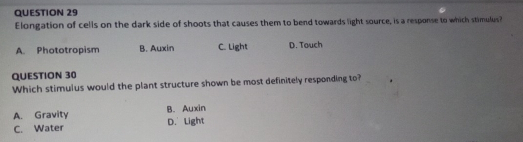 Elongation of cells on the dark side of shoots that causes them to bend towards light source, is a response to which stimulus?
A. Phototropism B. Auxin C. Light D. Touch
QUESTION 30
Which stimulus would the plant structure shown be most definitely responding to?
A. Gravity B. Auxin
C. Water D. Light