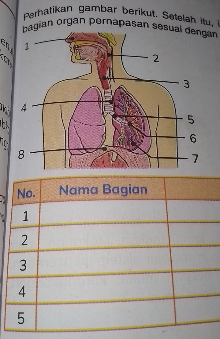 Perhatikan gambar berikut. Setelah itu, i 
bagian organ pernapasan sesan 

kin 
bk 
on 
T a