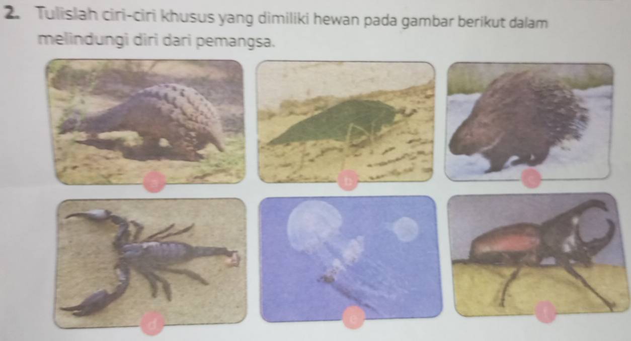 Tulislah ciri-ciri khusus yang dimiliki hewan pada gambar berikut dalam 
melindungi diri dari pemangsa.