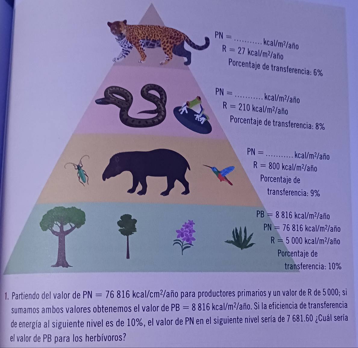 Partiendo del valor de si
sumamos ambos valores obtenemos el valor de PB=8816kcal/m^2 Vaño. Si la eficiencia de transferencia
de energía al siguiente nivel es de 10%, el valor de PN en el siguiente nivel sería de 7 681.60 ¿Cuál sería
el valor de PB para los herbívoros?