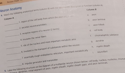 Review Sheel I
Neuron Anatomy
Column B
4. Match the following anatomical terms (column B) with the apperioriate description or function (column A).
a axon
Column A
t, region of the cell body from which the axon origaqtcs
b. axon terminal
_
2. secretes neurotransmitters
c. axon hillock
d. cell body
_
_3. receptive regions of a neuron (2 terms)
4. insulates the nerve fibers
f chromatophilic substance
g. dendrite
_5. site of the nucleus and most important metabolic area
h. myelin sheath
_6. involved in the transport of substances within the neuron
_7. essentially rough endoplasmic reticulum, important metabolically i. neurofibril
8. impulse generator and transmitter
5. Label the following structures on the diagram of a multipolar neuron shown below: cell body, nucleus, nucleoius, chroma
ance, dendrites, initial segment of axon, myelin sheath, myelin sheath gaps, and axon terminals