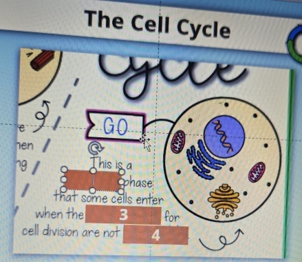 The Cell Cycle