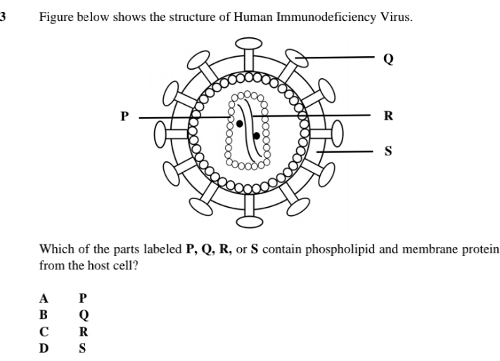 Figure below shows the structure of Human Immunodeficiency Virus.
Which of the parts labeled P, Q, R, or S contain phospholipid and membrane protein
from the host cell?
A P
B Q
C R
D s