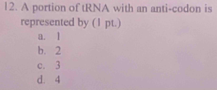 A portion of tRNA with an anti-codon is
represented by (1 pt.)
a. 1
b. 2
c. 3
d. 4